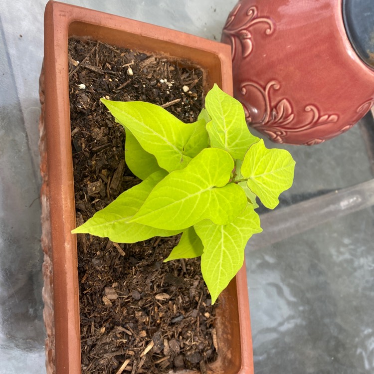 Plant image Ipomoea Batatas 'Sweet Caroline Green'