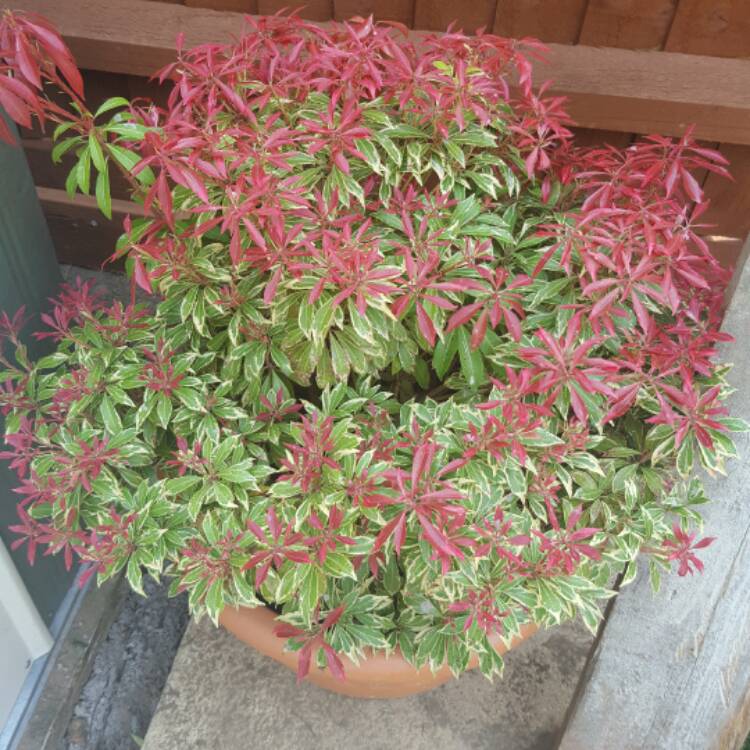 plant image 381670