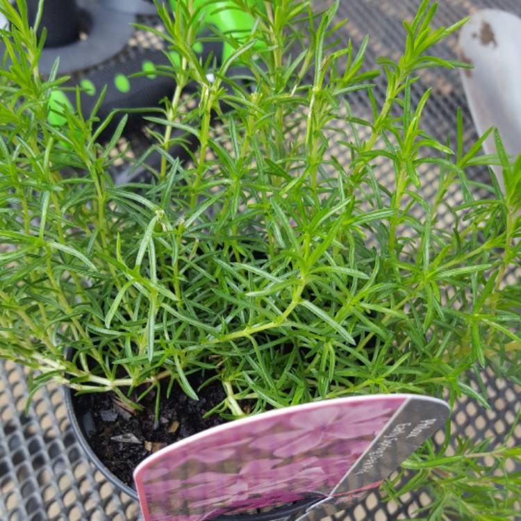 Plant image Phlox paniculata 'Early Dark Pink'