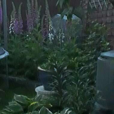 Vikki's garden