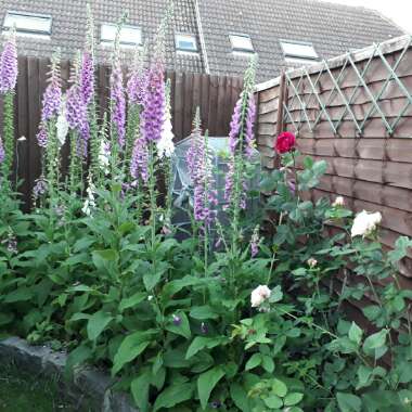 Vikki's garden