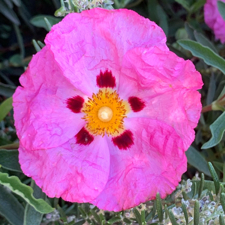 Plant image Cistus x purpureus 'Betty Taudevin'
