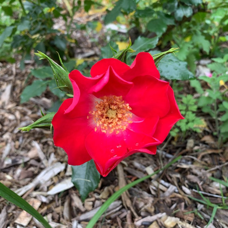 Plant image Rosa 'Delmur' syn. Rosa 'Altissimo', Rosa 'Altus', Rosa 'Sublimely Single'