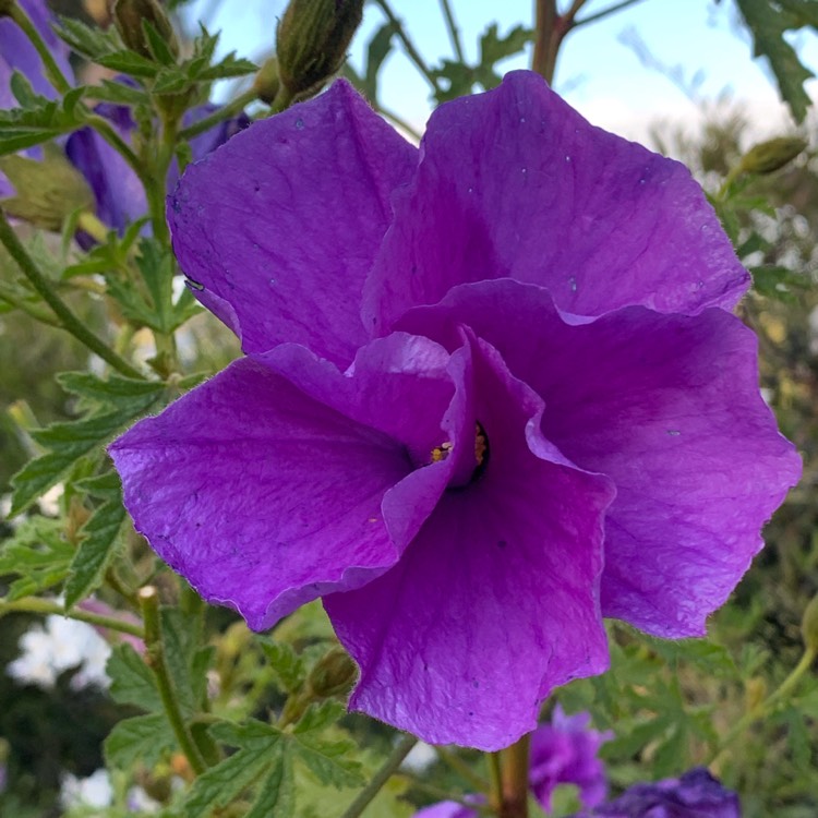 Plant image Alyogyne huegelii