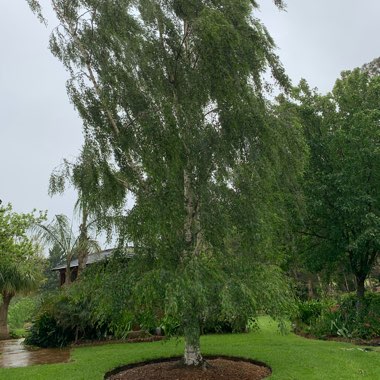 Betula pendula