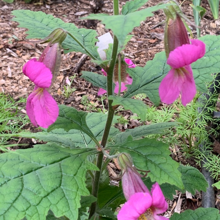 Plant image Rehmannia elata