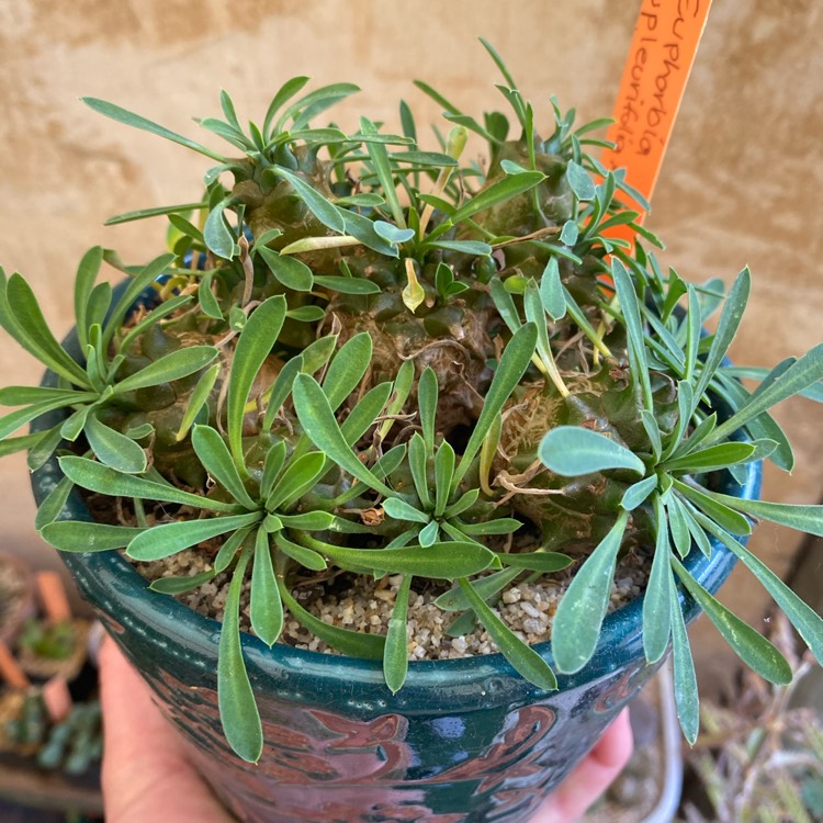 plant image 1512336