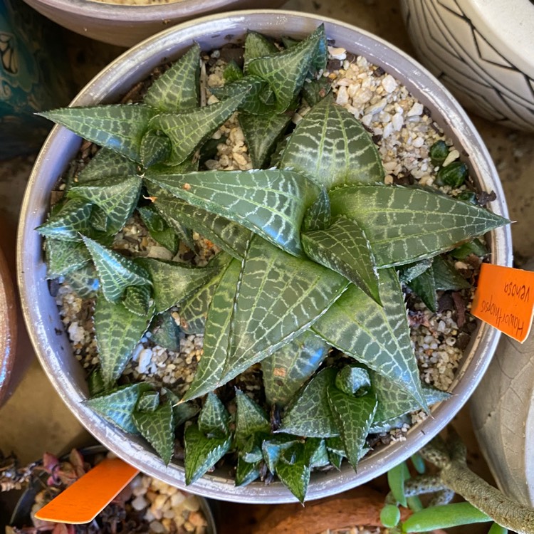 plant image 1512359
