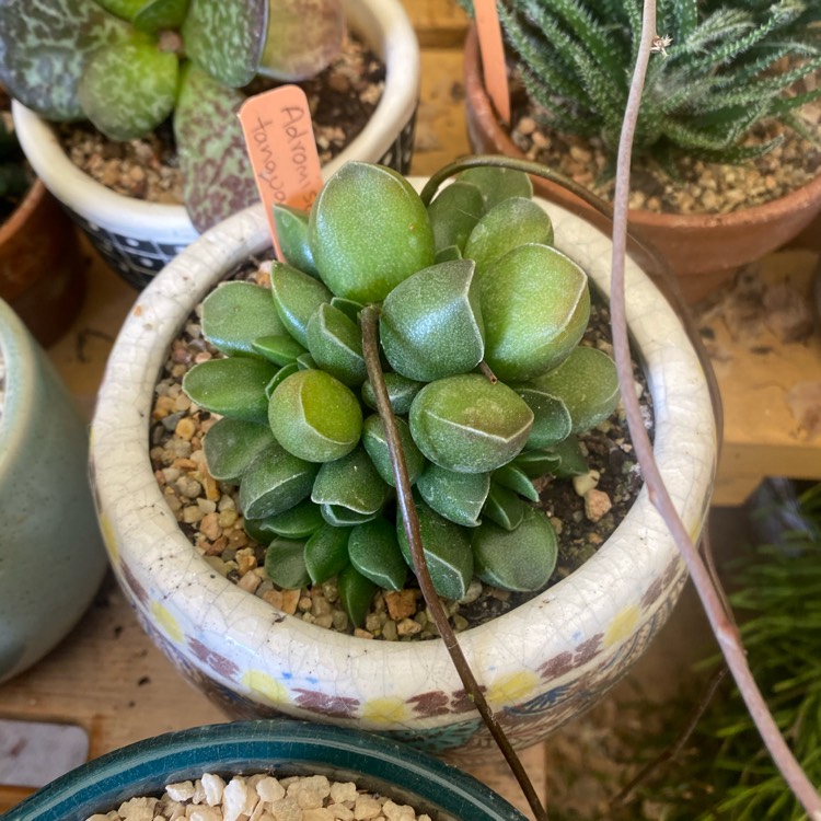 plant image 1516247