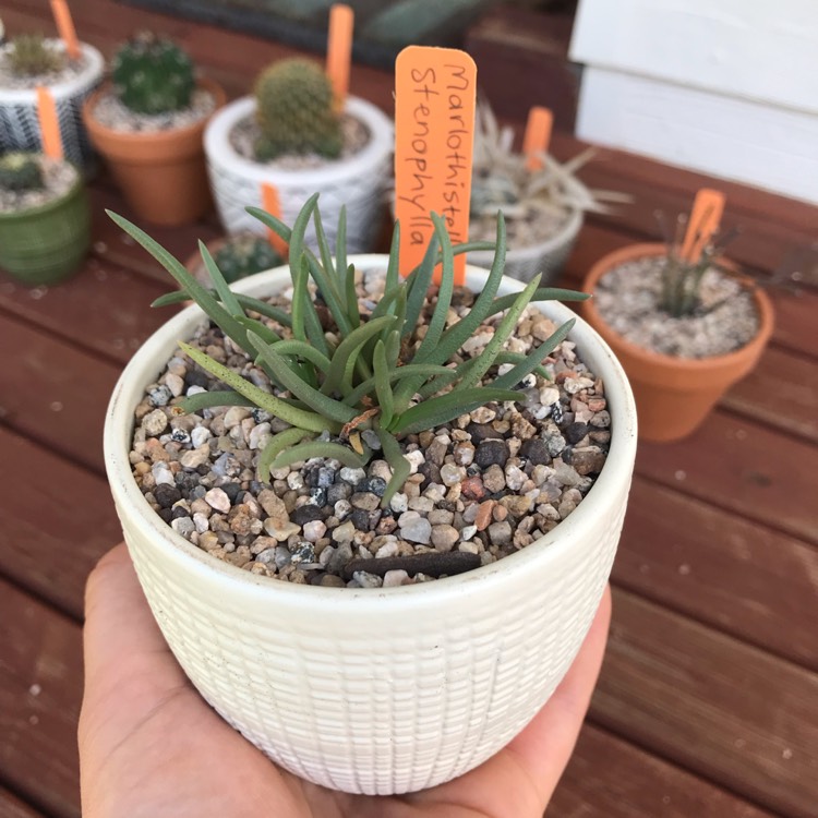 Plant image Marlothistella Stenophylla