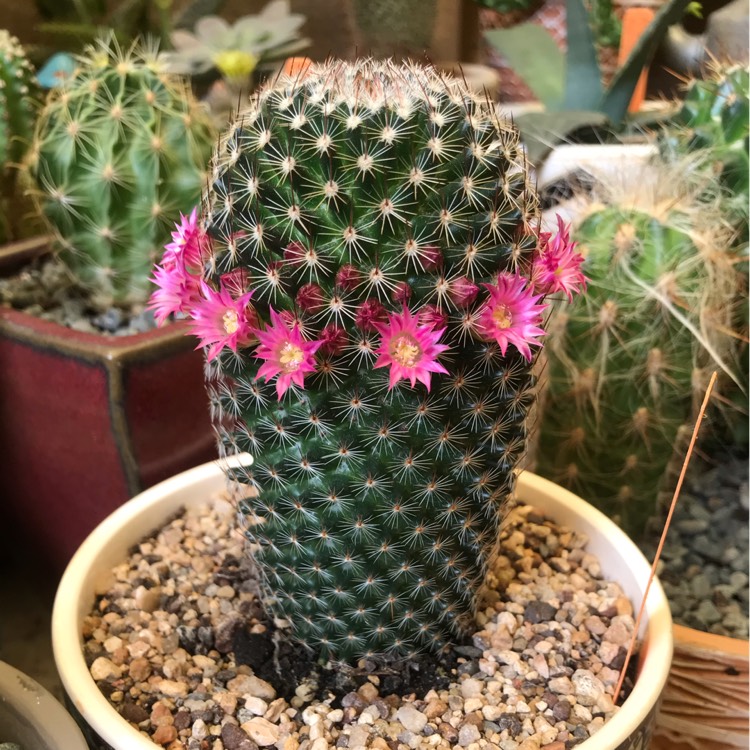 Plant image Mammillaria matudae