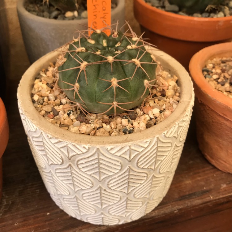 plant image 903865