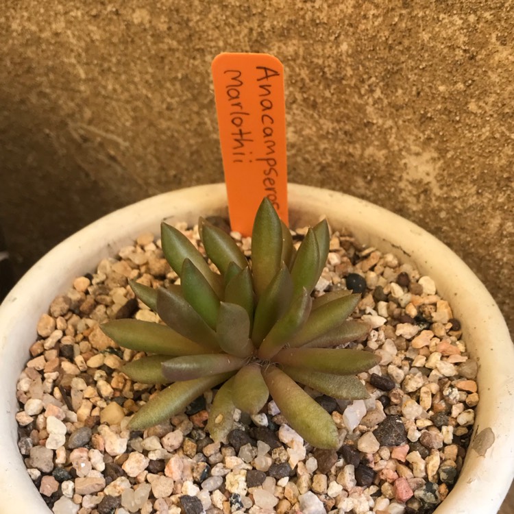 Plant image Anacampseros mariothii