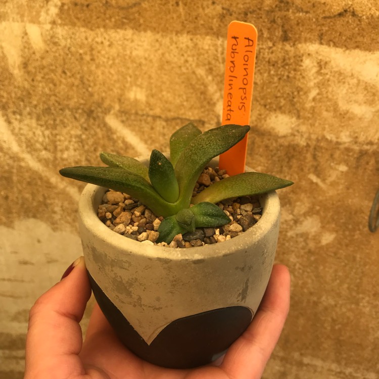 Plant image Aloinopsis rubrolineata