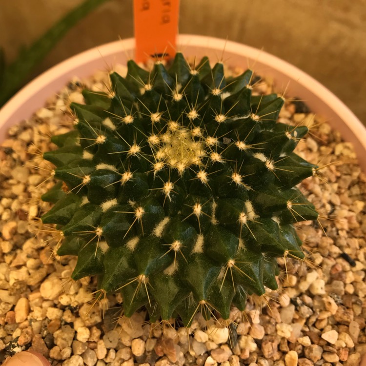 Plant image Mammillaria Marksiana