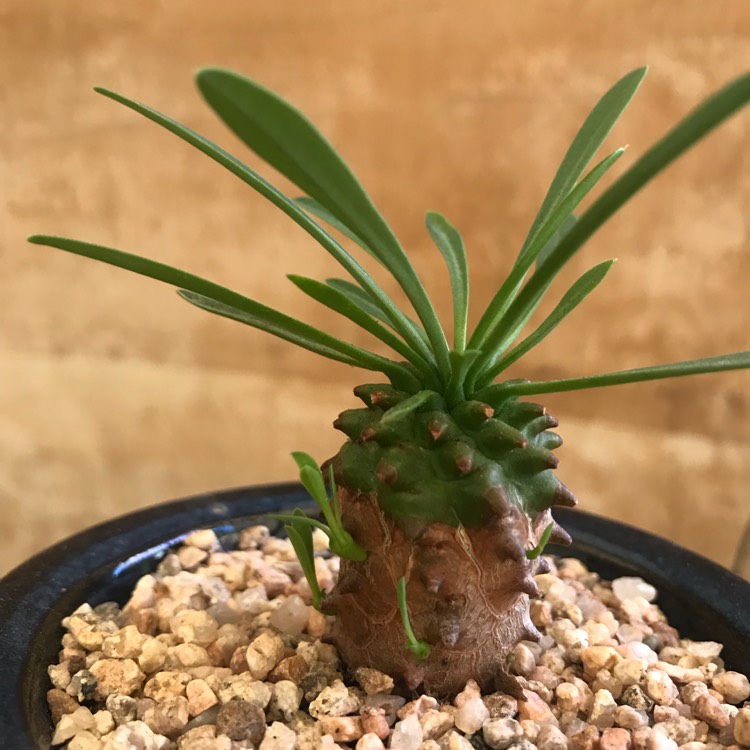 plant image 976665