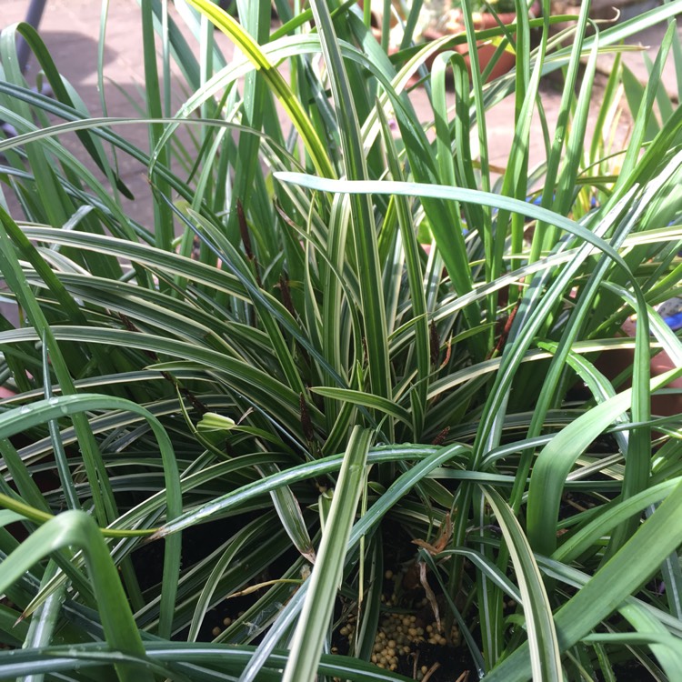 plant image 344955