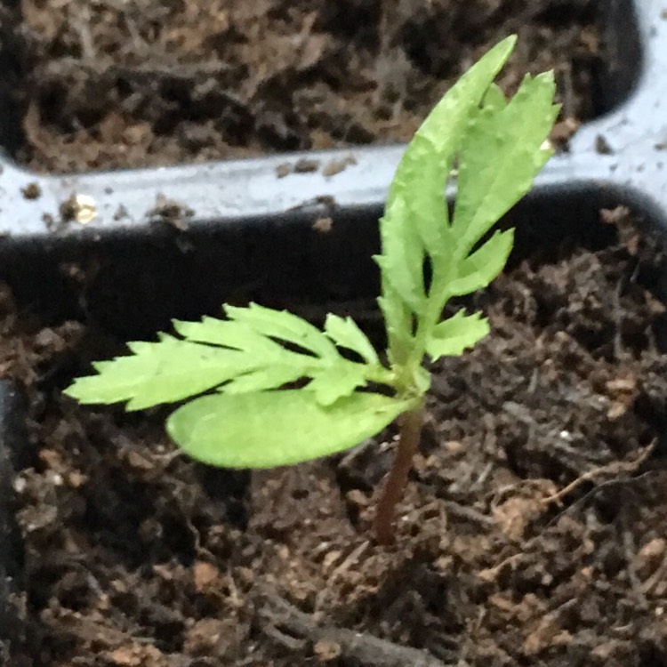 plant image 347687