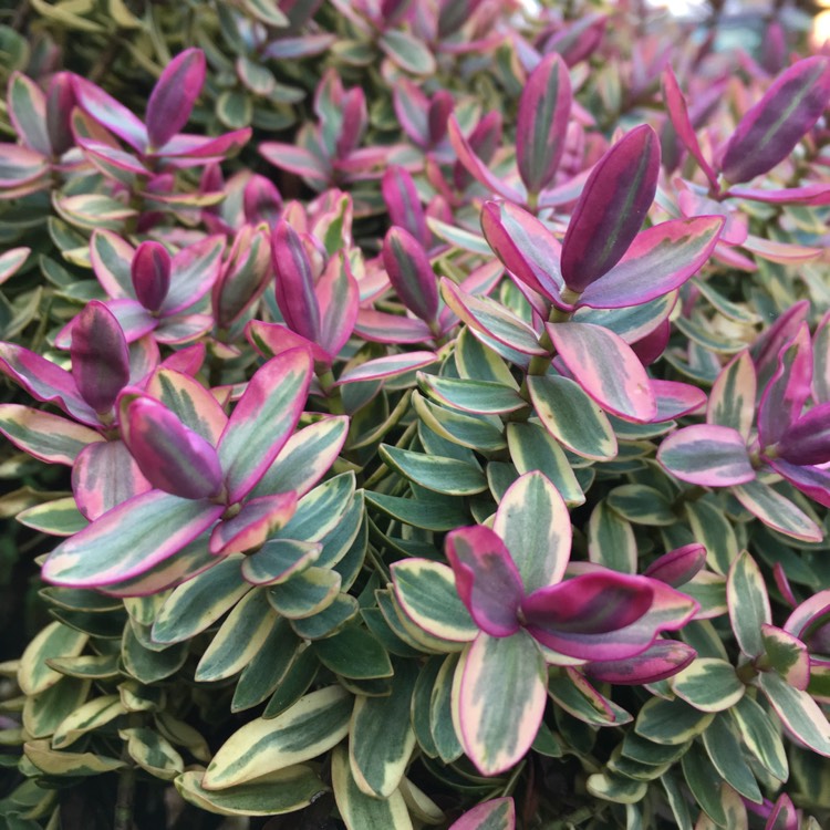 Plant image Hebe 'Pink Elephant'