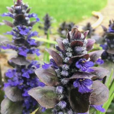 Ajuga reptans