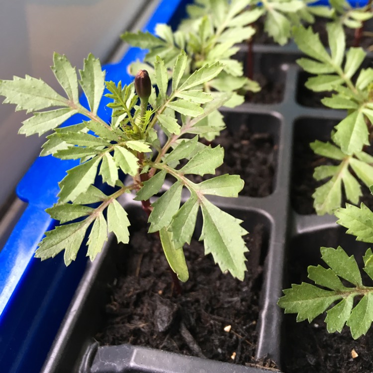 plant image 388301