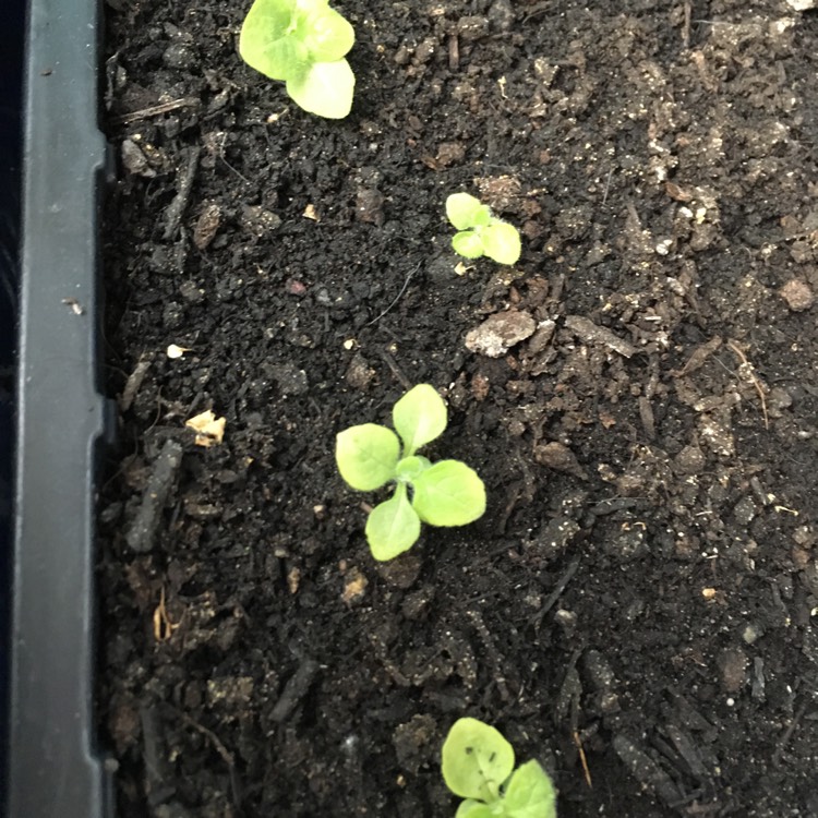 plant image 388307