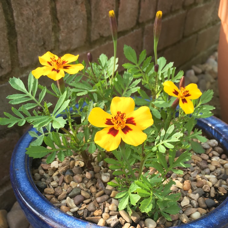 Plant image Tagetes patula 'Naughty Marietta'