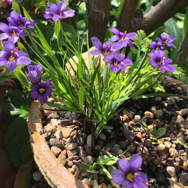 Plant image Sisyrinchium 'Devon Skies'