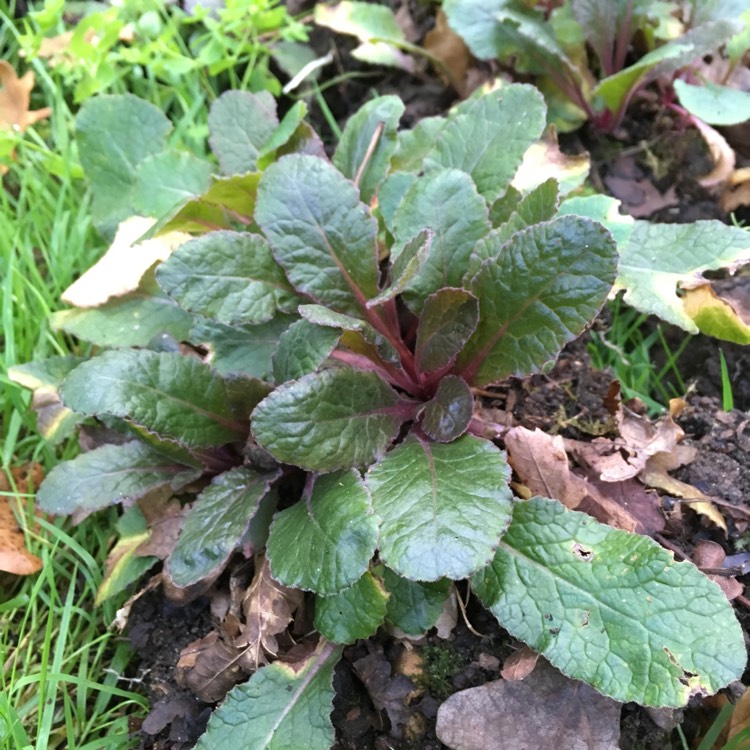 Plant image Primula 'Guinevere'