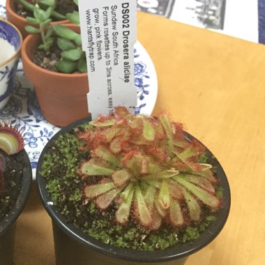 Drosera Aliciae