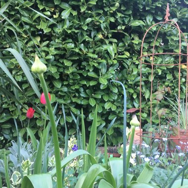 Allium giganteum