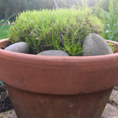 Sagina subulata 'Aurea'