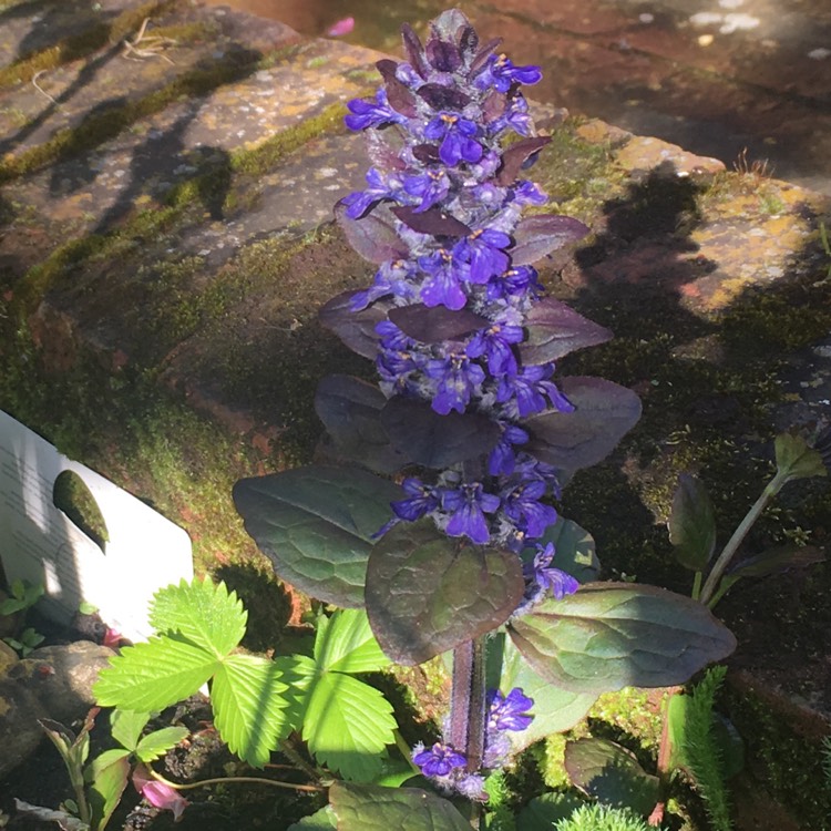 plant image 681448 plant image 681448