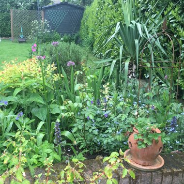 Mariana's garden