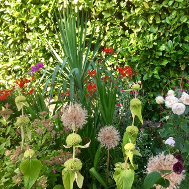 Mariana's garden