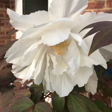 Andy's garden