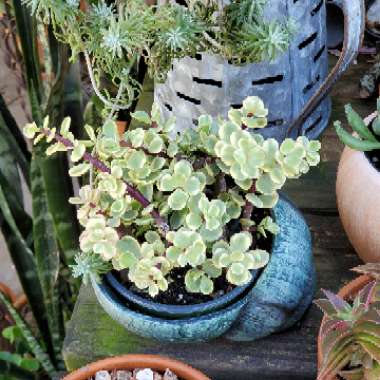 Portulacaria Afra Variegata