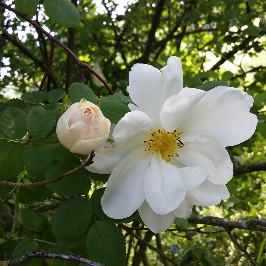 plant image 105299