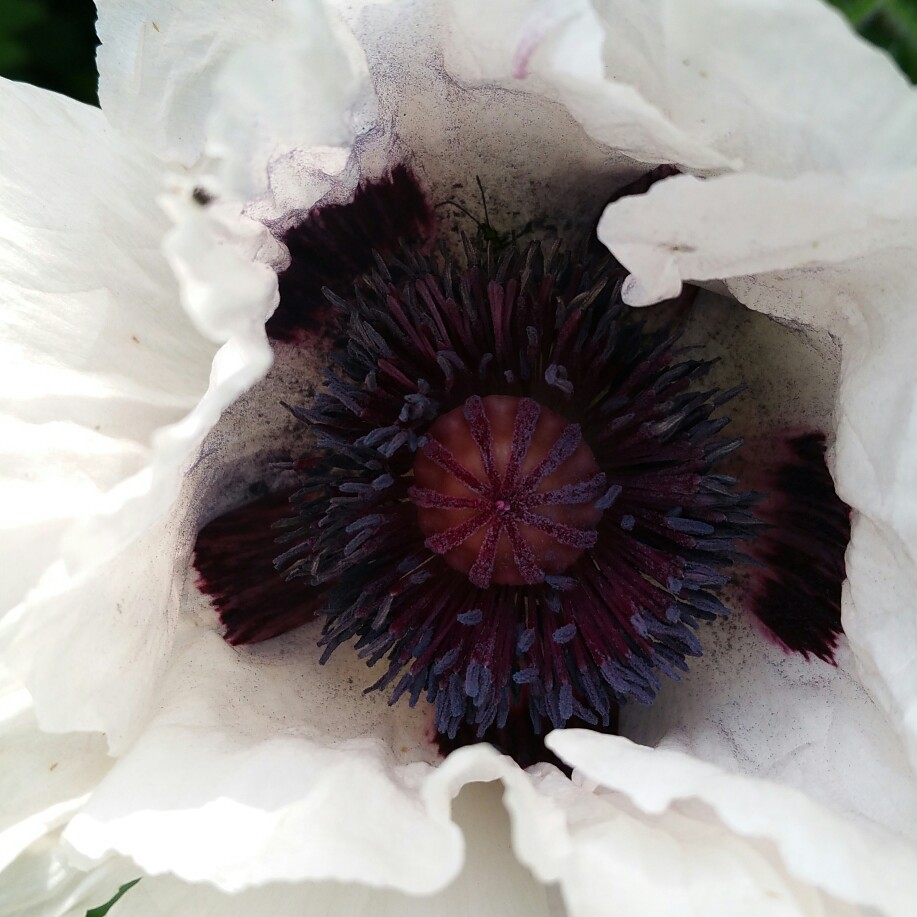 plant image 106711