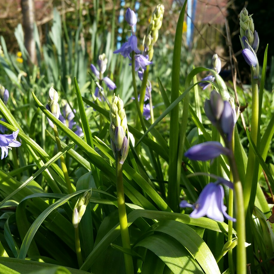 plant image 31138