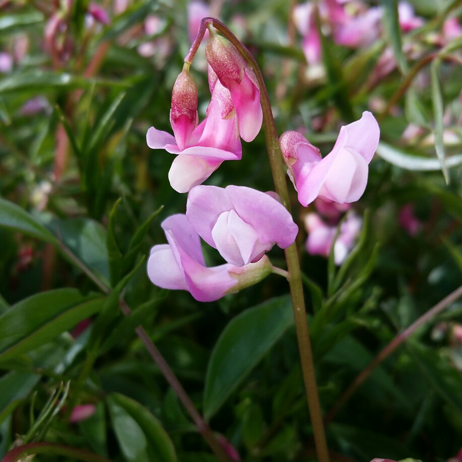 plant image 32163 plant image 32163