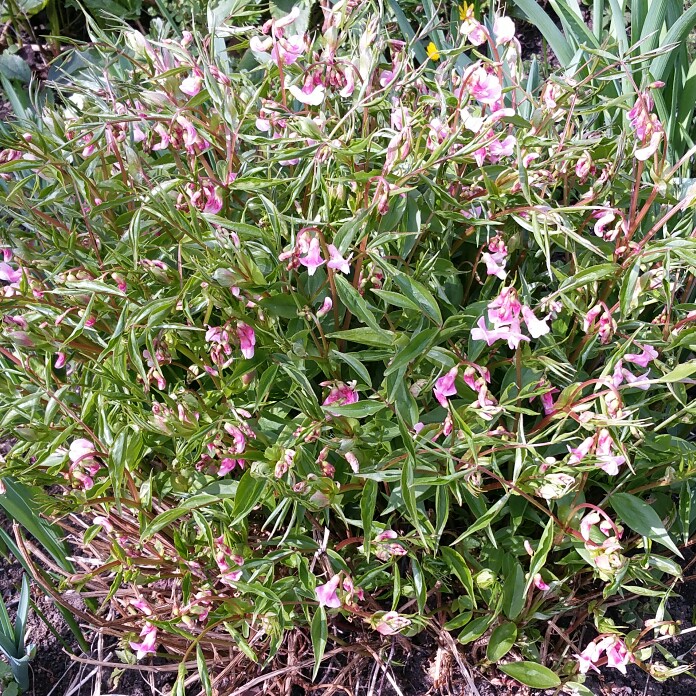 plant image 32164 plant image 32164