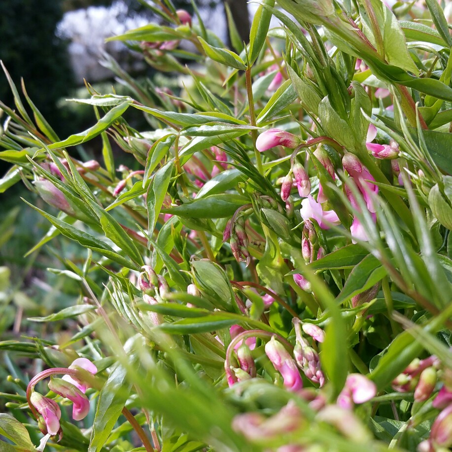 plant image 32171 plant image 32171