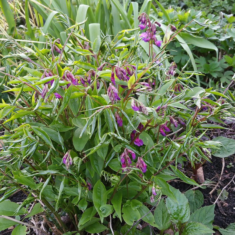 Plant image Lathyrus Vernus