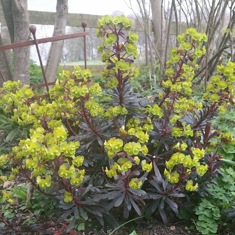 Plant image Euphorbia amygdaloides 'Purpurea' syn. Euphorbia amygdaloides 'Rubra'