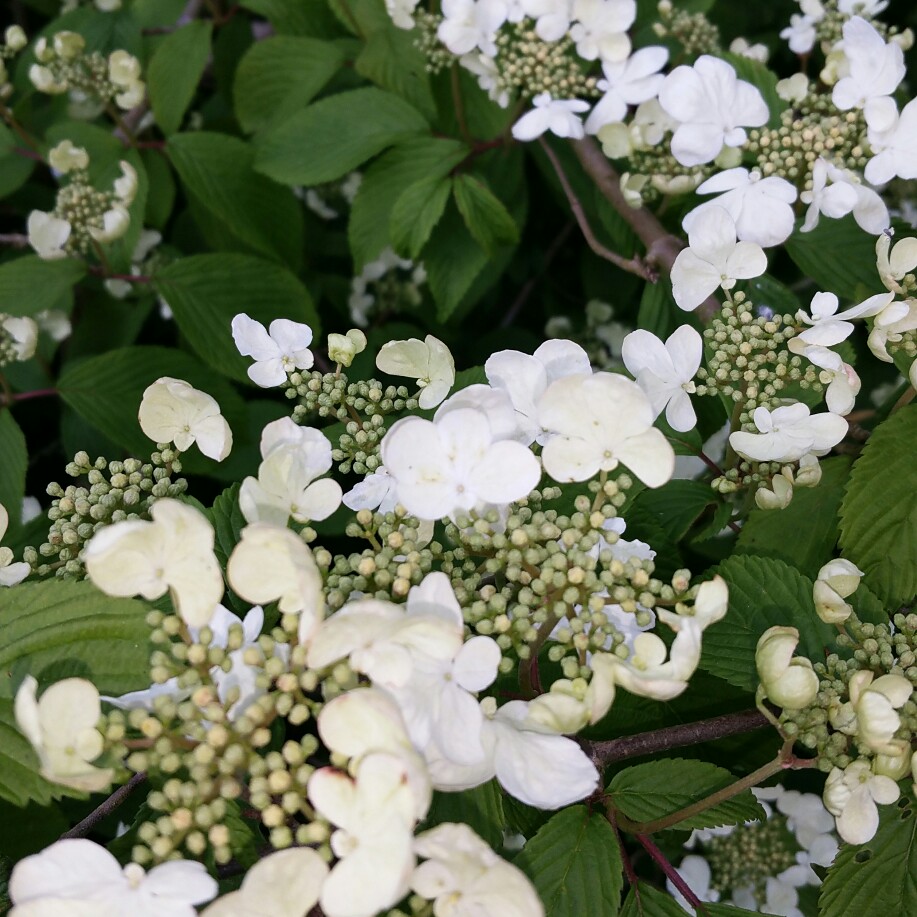 plant image 68394 plant image 68394