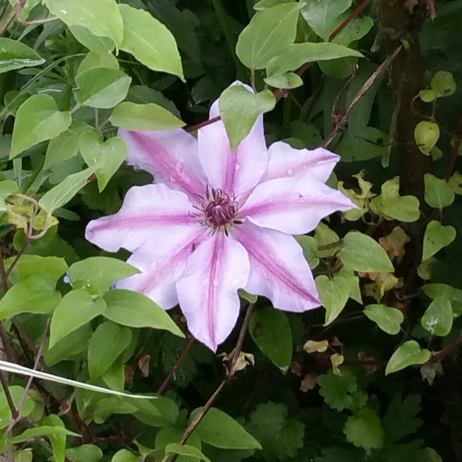 plant image 78688