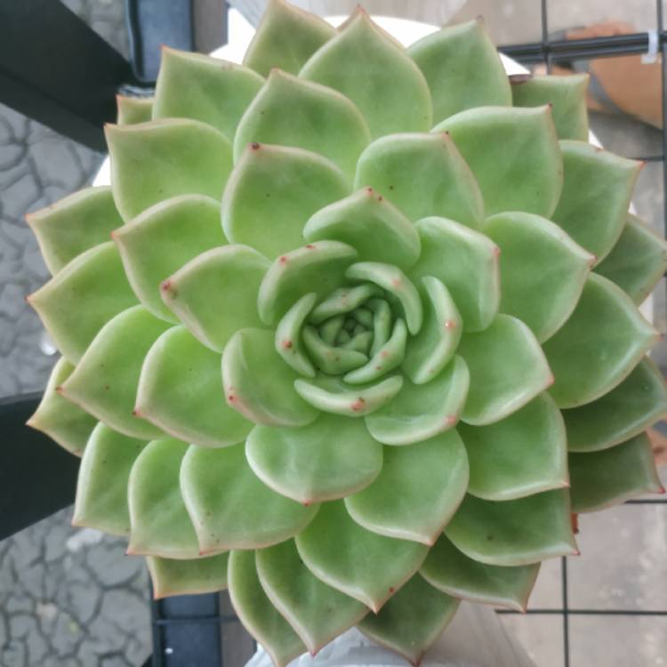Plant image Echeveria Gilva