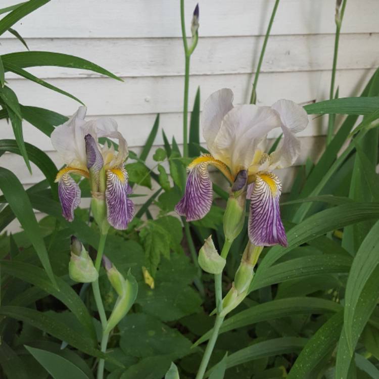plant image 437947