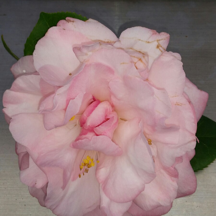 Tracey's garden